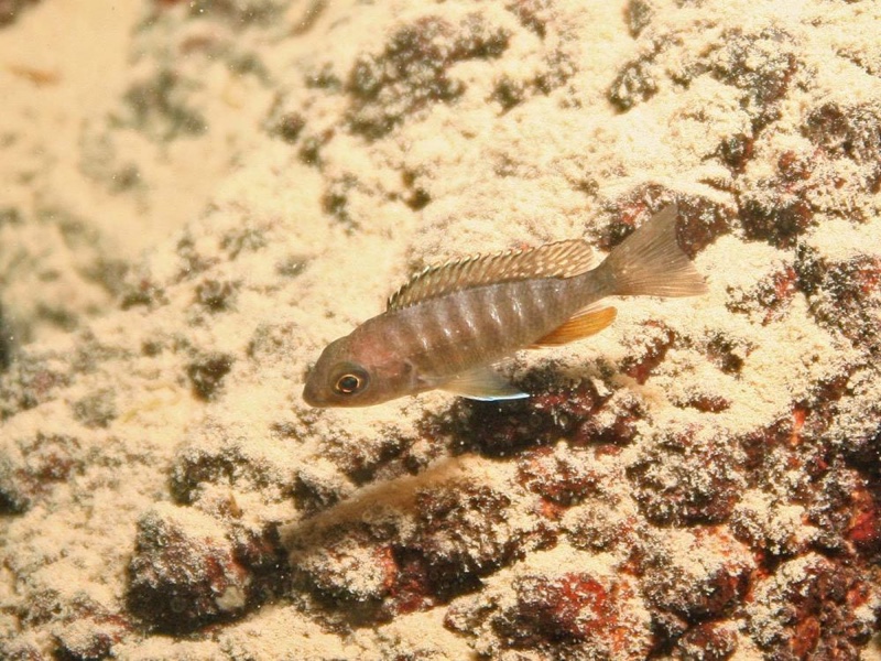 Aulonocara jacobfreibergi 'Otter Point'